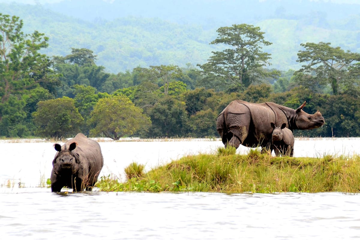 Roaming with Rhinos: Why Kids Should Visit Kaziranga National Park
