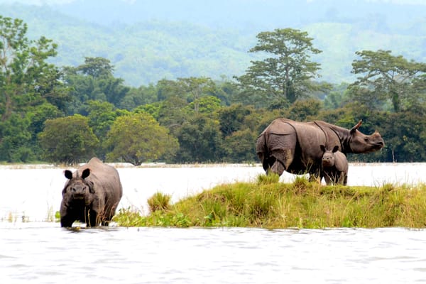 Roaming with Rhinos: Why Kids Should Visit Kaziranga National Park
